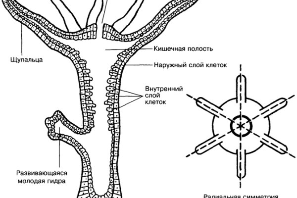 Кракен сегодня сайт зеркало