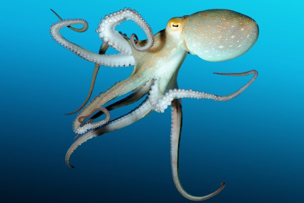 Кракен зеркало 2 веб